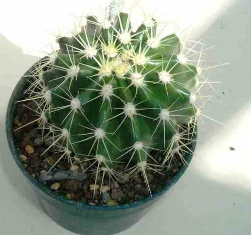 Ferocactus_reppenhagenii